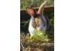 Presence Workshop in Germany for people interested in rabbits