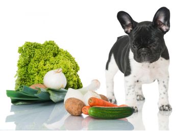 Estrenamos: Doolittle Terapias Nutrición y Salud Natural para Mascotas