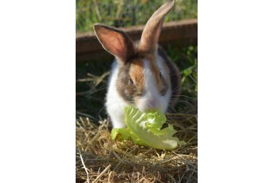 Presence Workshop in Germany for people interested in rabbits