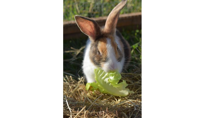 Taller presencial en Alemaña para personas interesadas en conejos