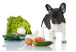 Estrenamos: Doolittle Terapias Nutrición y Salud Natural para Mascotas